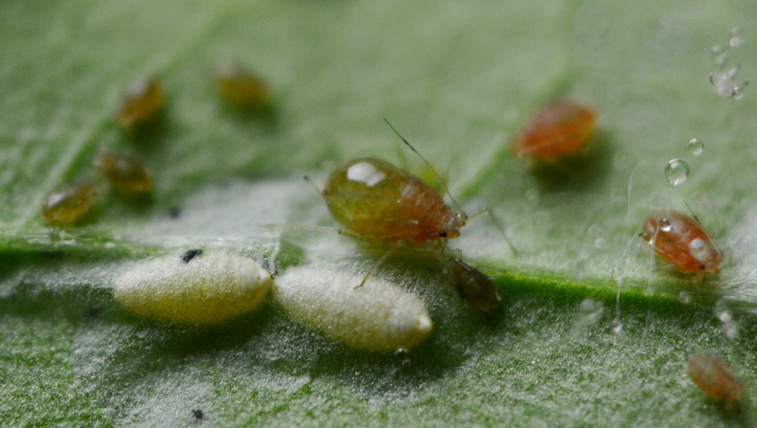 Afidi  ( Macrosiphum rosae) e larve di dittero Agromyzidae